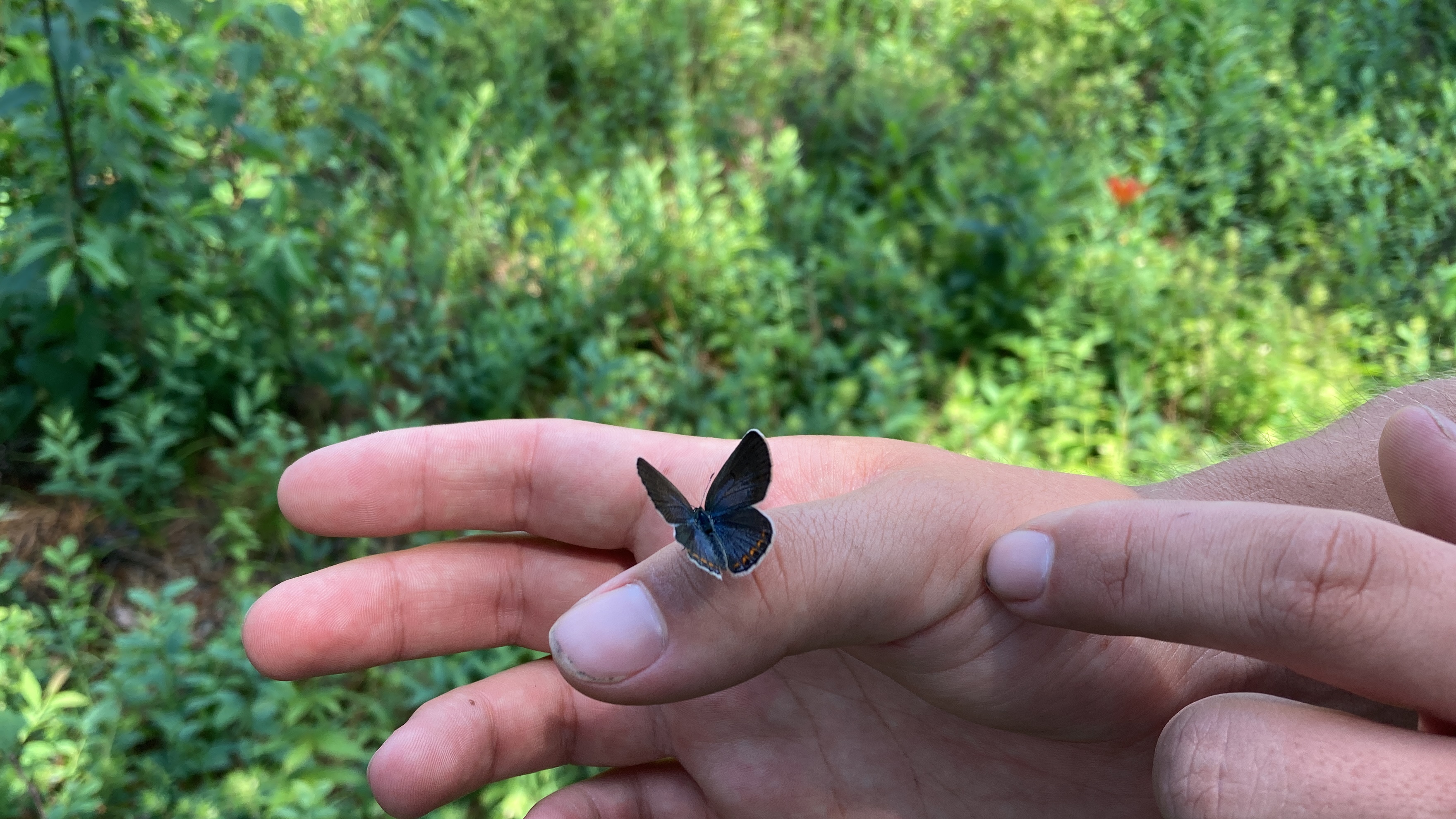 karner-blue-butterfly-on-thumb-at-karner-blue-conservation-easement